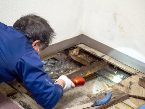 Best Mold Remediation for Specific Building Types in Sunbury, OH