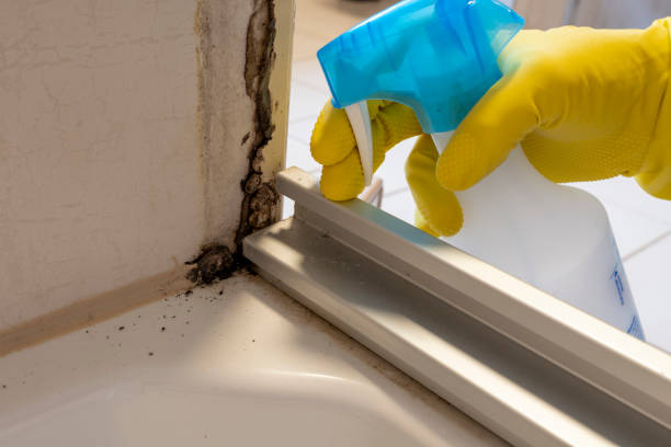 Best Kitchen Mold Remediation in Sunbury, OH