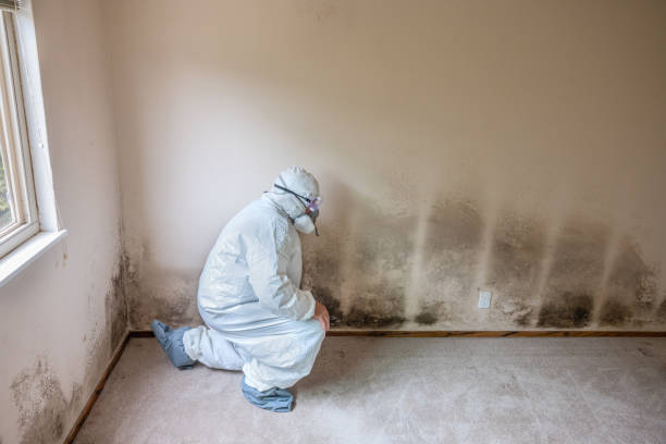Best Emergency Mold Remediation in Sunbury, OH