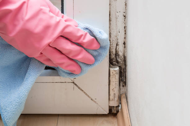 Best Post-Flood Mold Remediation in Sunbury, OH