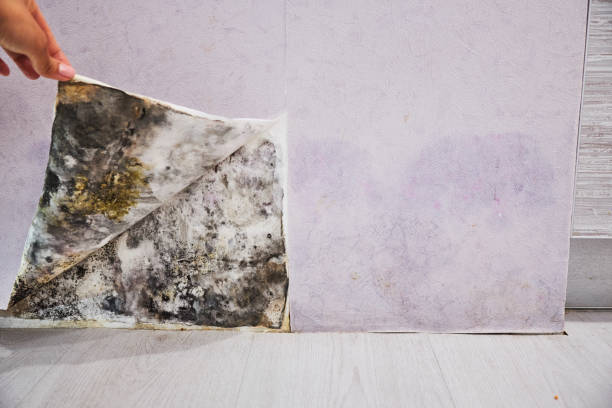 Best Mold Testing and Inspection Services in Sunbury, OH